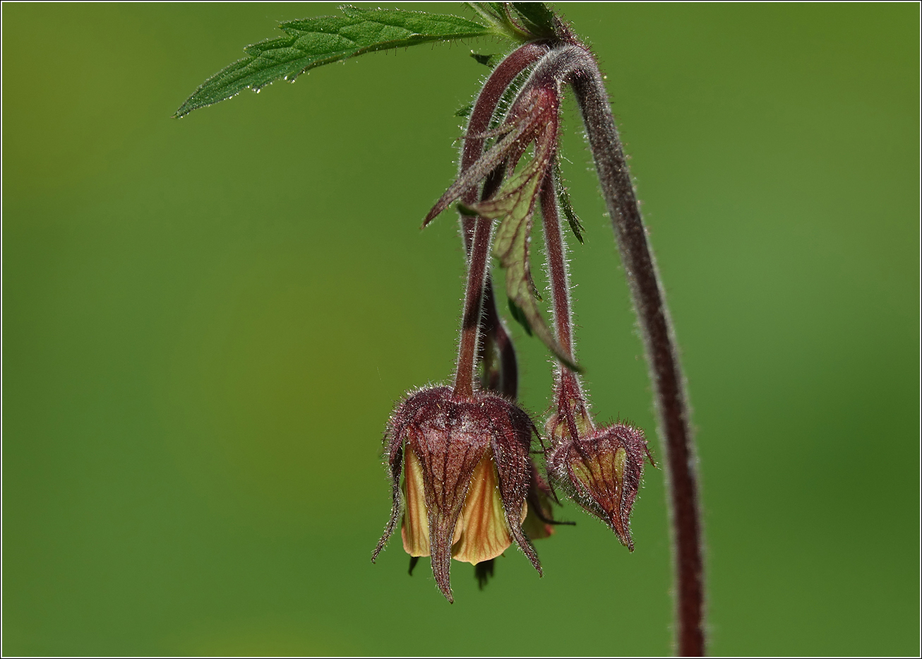 Изображение особи Geum rivale.