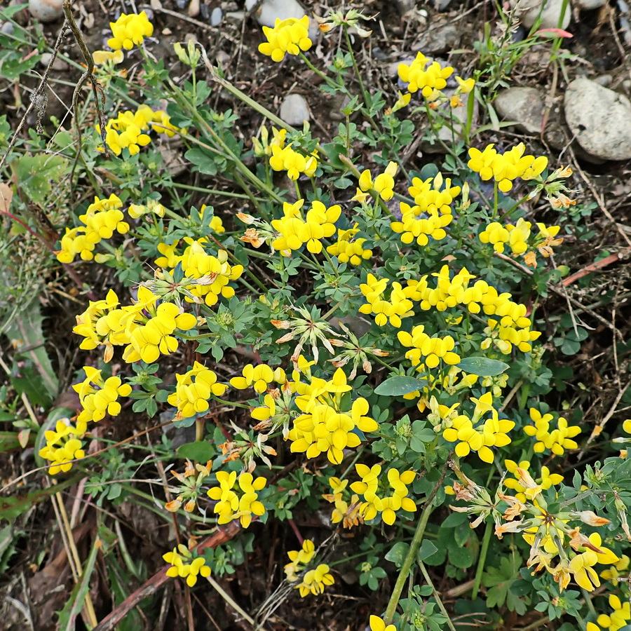 Изображение особи Lotus corniculatus.