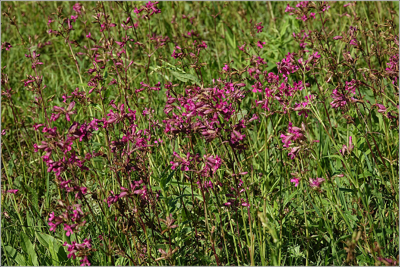 Изображение особи Viscaria vulgaris.