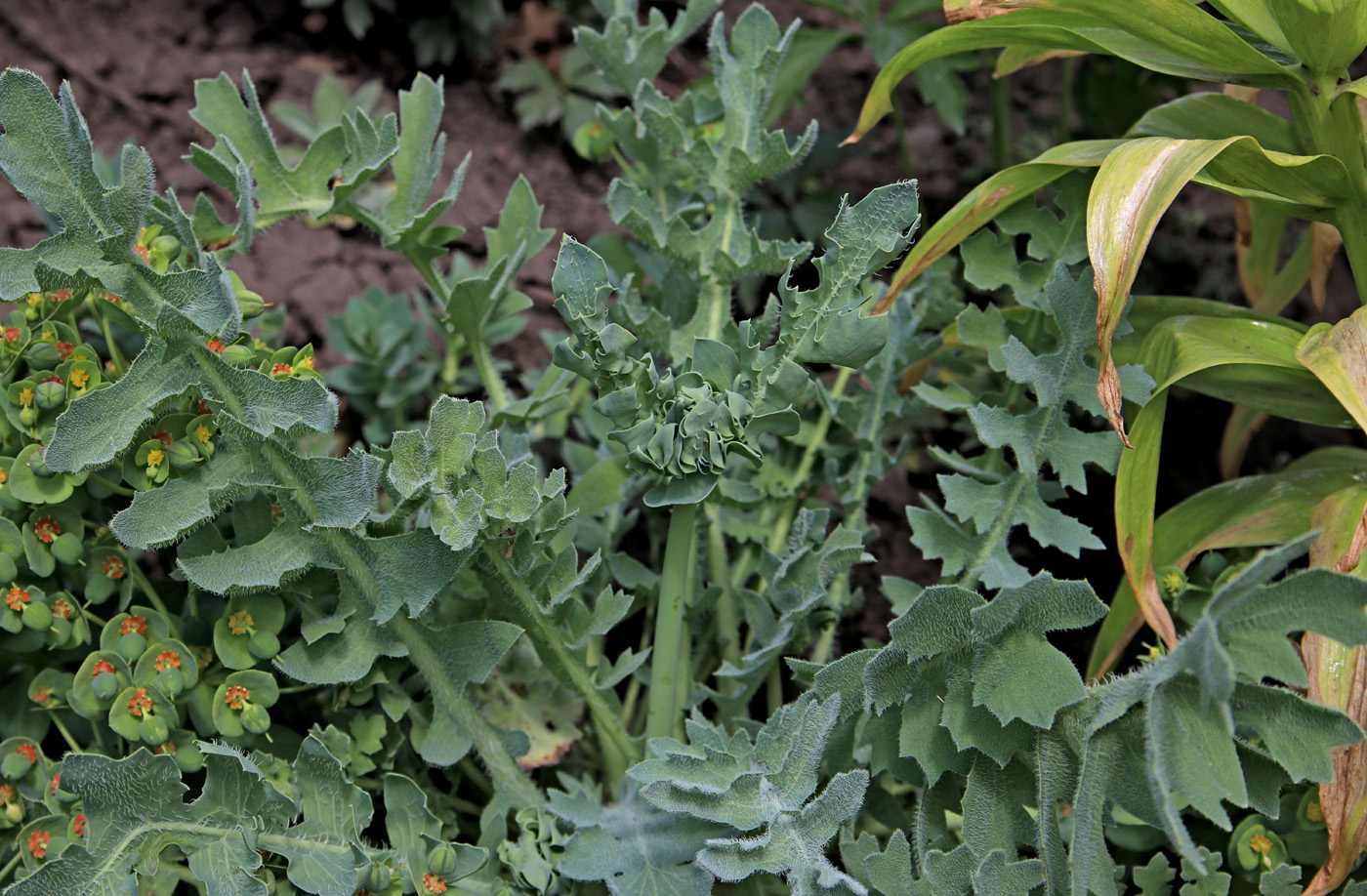 Изображение особи Glaucium flavum.