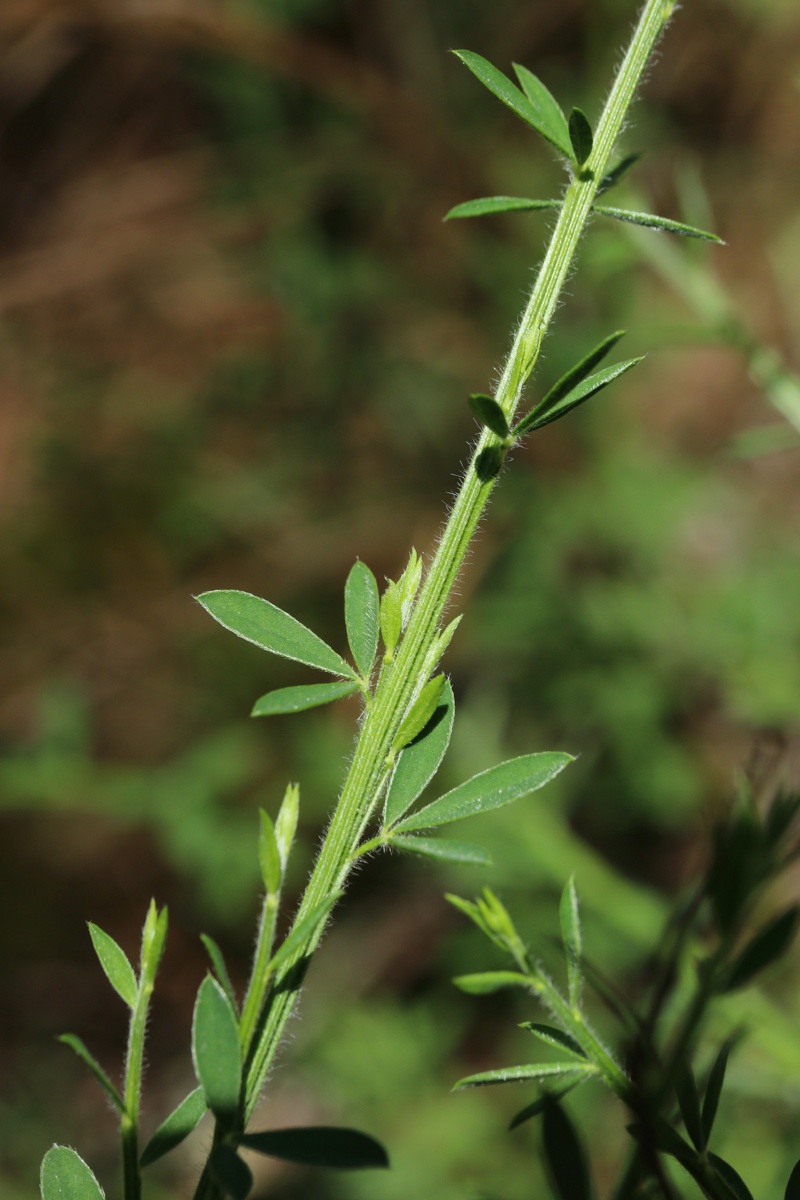 Image of Sarothamnus scoparius specimen.