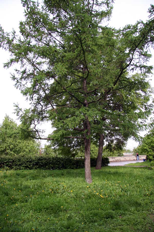 Image of Larix sibirica specimen.