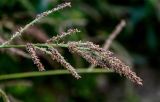 Echinochloa crus-galli. Соплодие. Тверская обл., Конаковский р-н, долина р. Сестра, окраина поля. 07.09.2024.