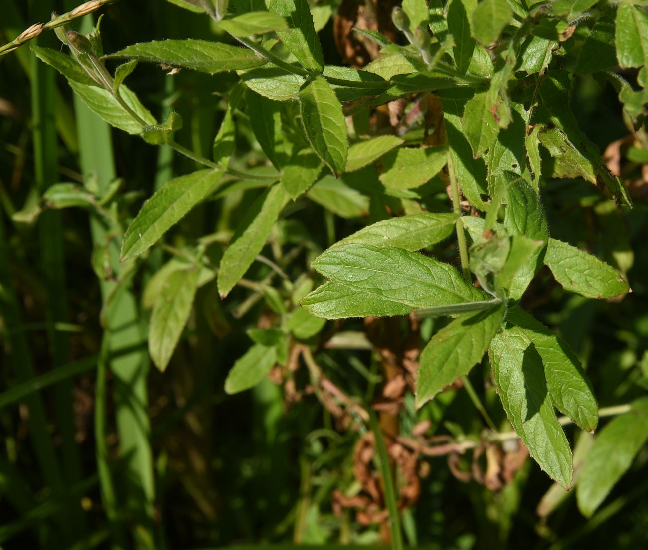 Изображение особи род Epilobium.