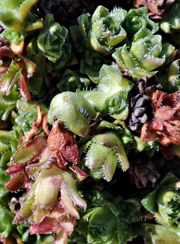 Image of Saxifraga oppositifolia specimen.