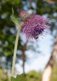 Cirsium kamtschaticum. Верхушка побега с соцветиями (с сидящей мухой). Камчатский край, Елизовский р-н, каменноберезовый лес возле грунтовой трассы вдоль газопровода, начало тропы к оз. Тахколоч. 04.08.2024.