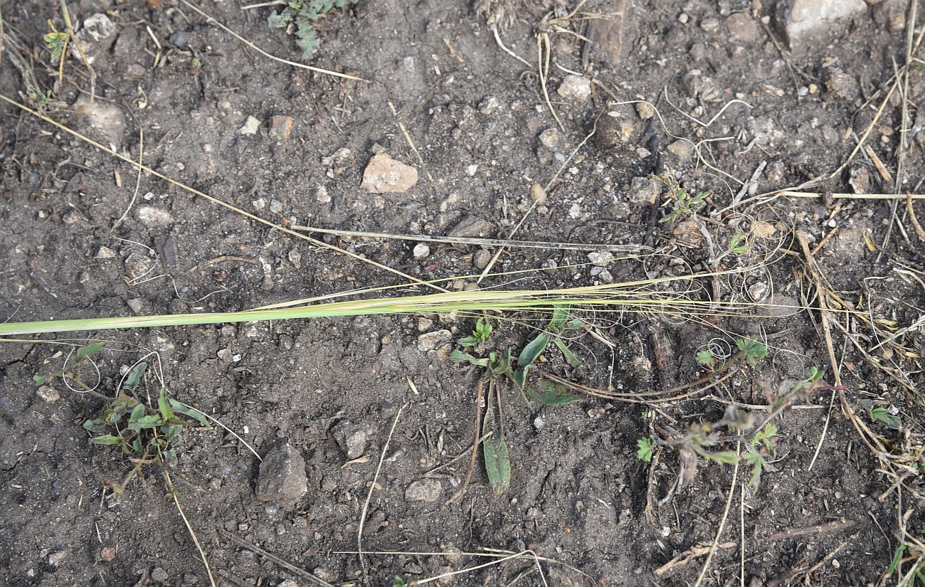 Изображение особи Stipa capillata.