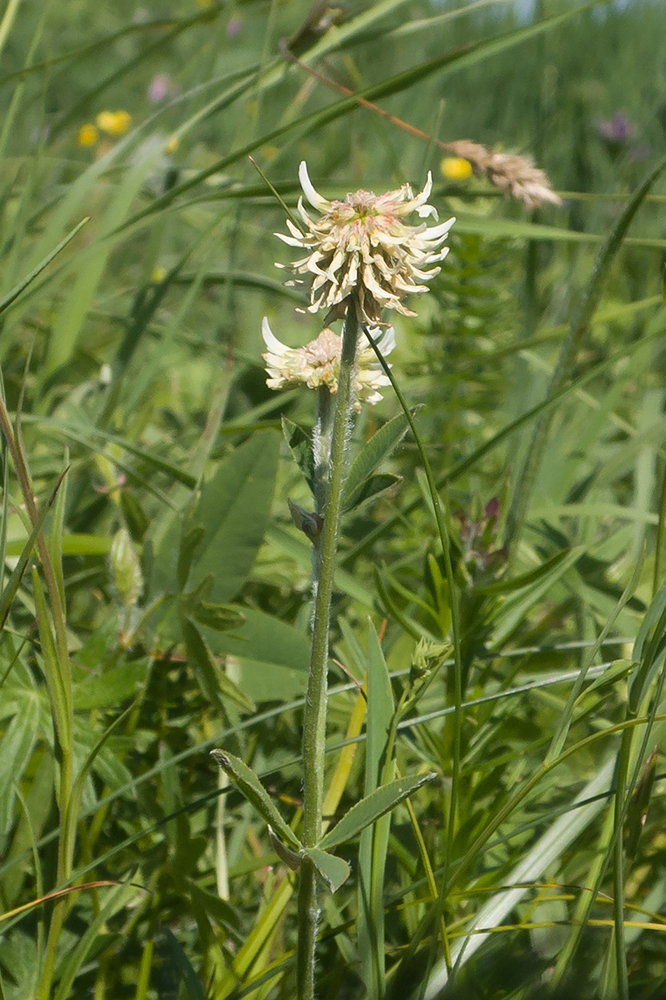 Image of Trifolium montanum specimen.