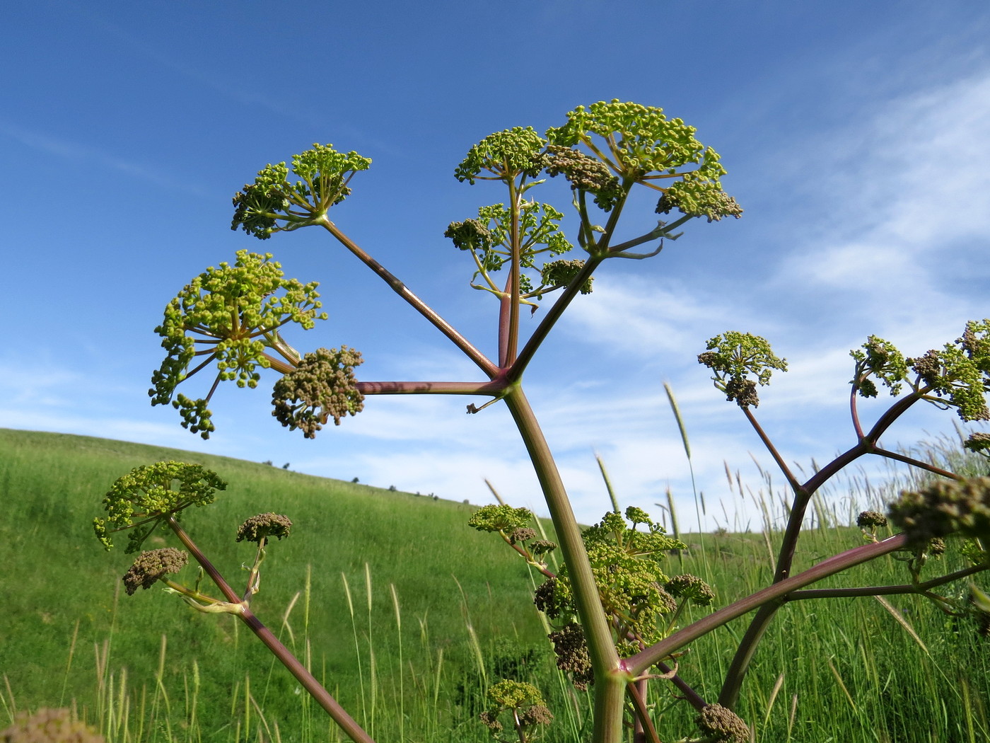 Изображение особи Ferula kirialovii.