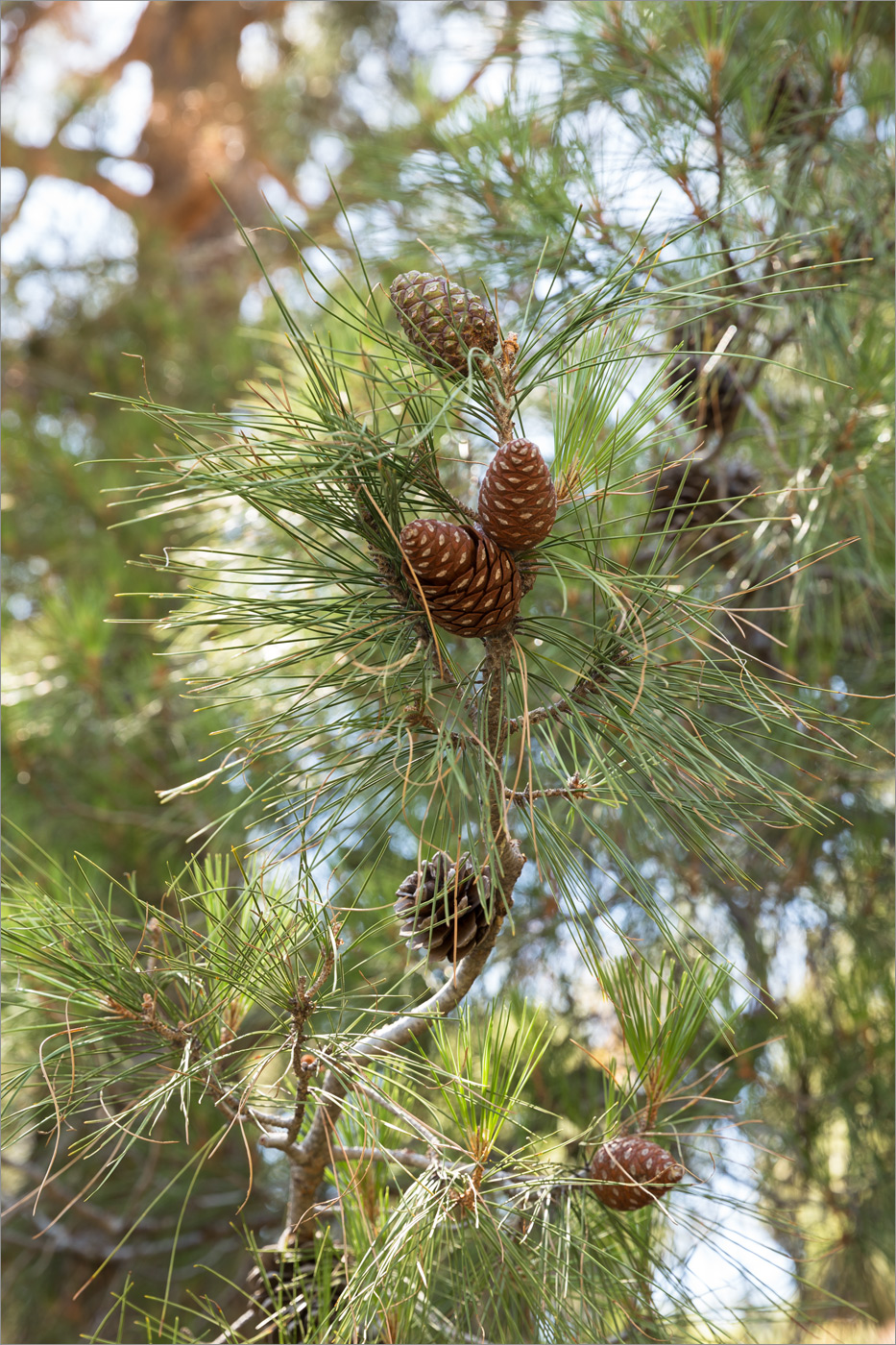 Изображение особи Pinus brutia.