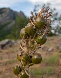 Asphodeline lutea. Верхушка незрелого соплодия с сухими остаткакми отцветших цветков. Крым, Южный Берег, смотровая площадка на горном плато в 200 м к западу от р. Алака (Сотера). 30.05.2024.