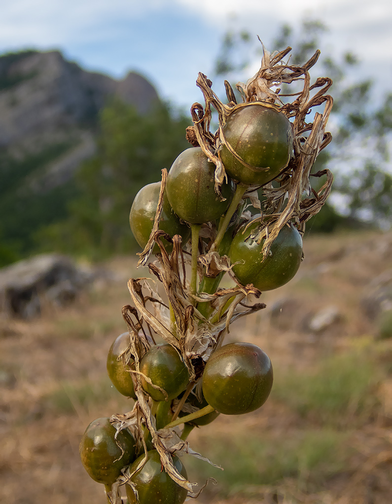 Изображение особи Asphodeline lutea.