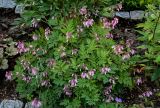 Dicentra formosa