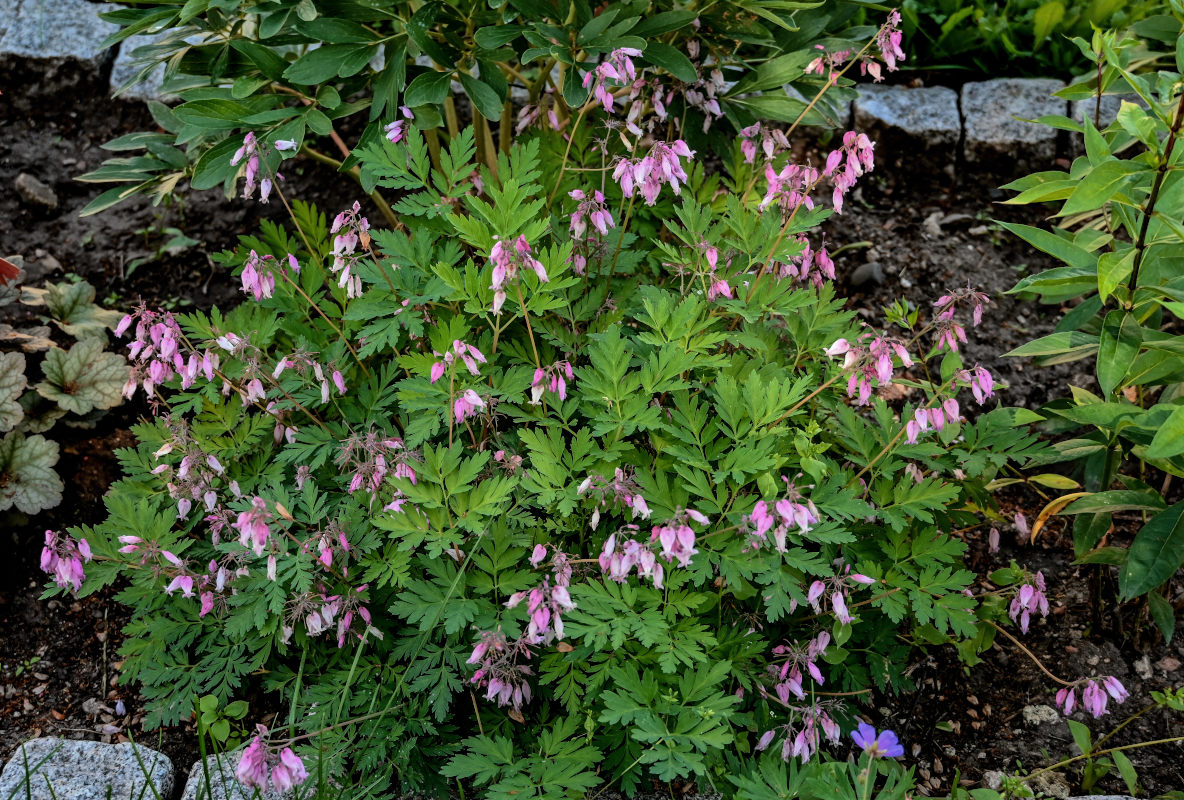 Image of Dicentra formosa specimen.