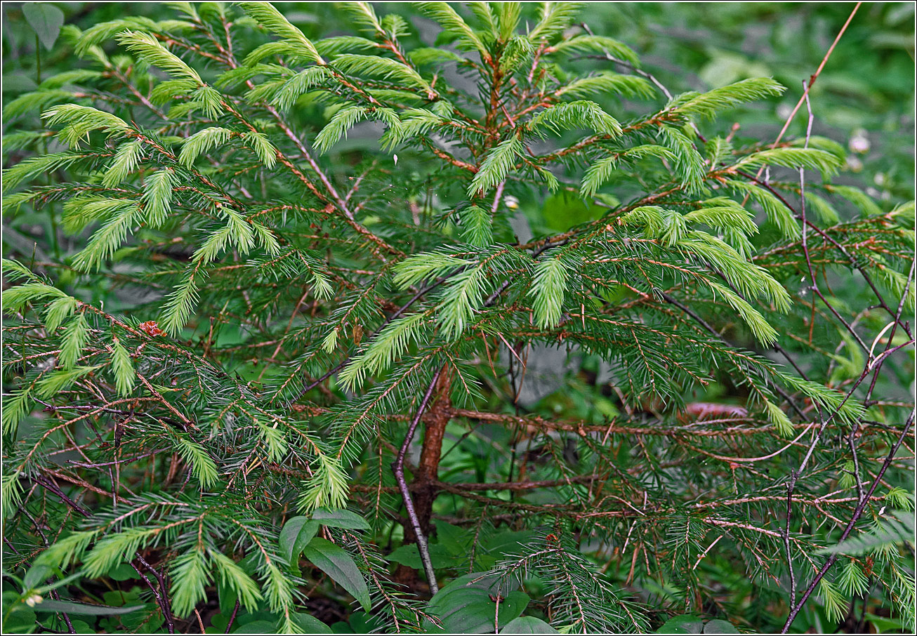 Image of Picea abies specimen.