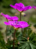 Geranium sanguineum. Верхушка побега с цветком. Крым, Южный Берег, окр. с. Лучистое, гора Южная Демерджи, на каменисто-глинистом склоне. 03.06.2024.