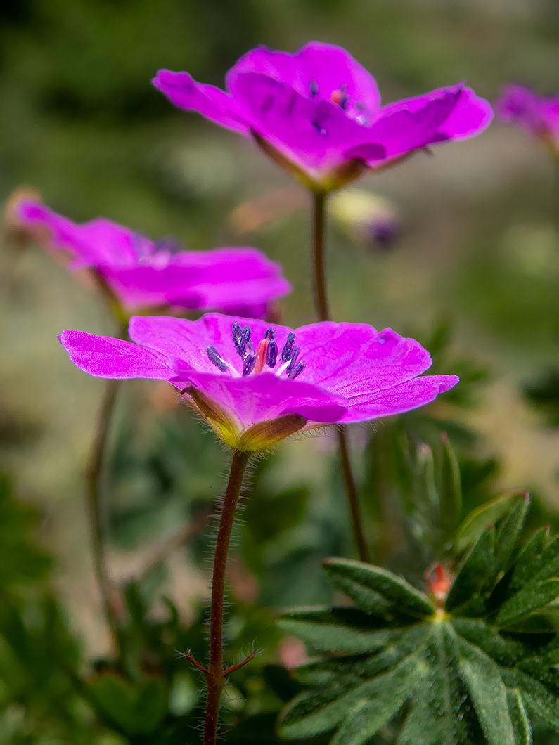 Изображение особи Geranium sanguineum.