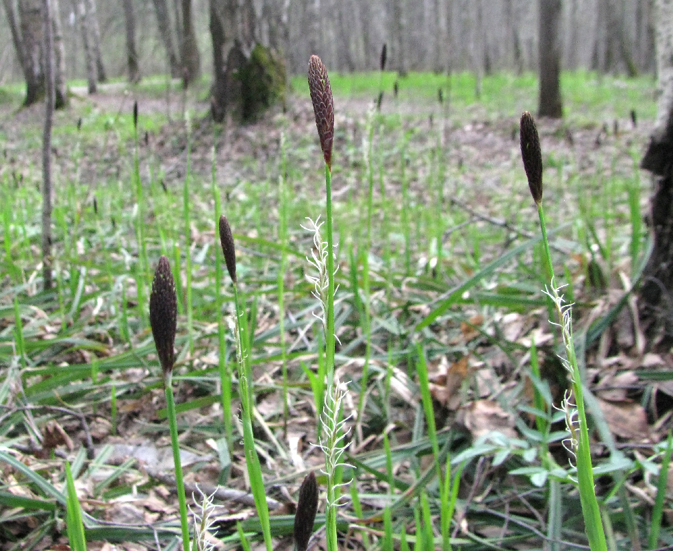 Изображение особи Carex pilosa.