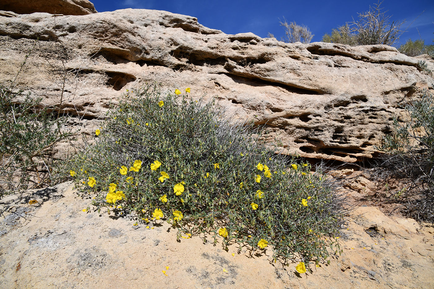 Image of Helianthemum songaricum specimen.