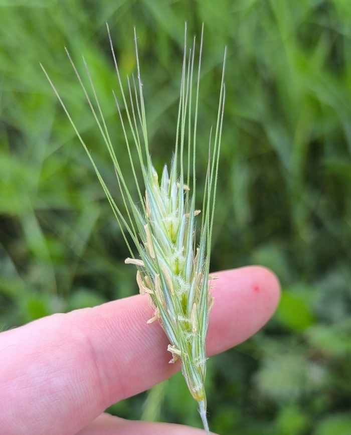 Image of Secale cereale specimen.