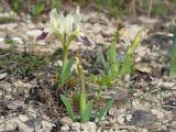 Iris pumila