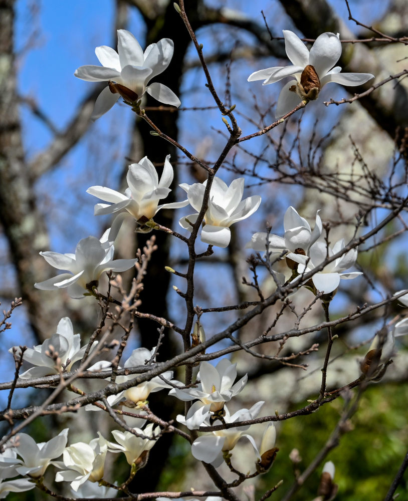 Image of Magnolia denudata specimen.
