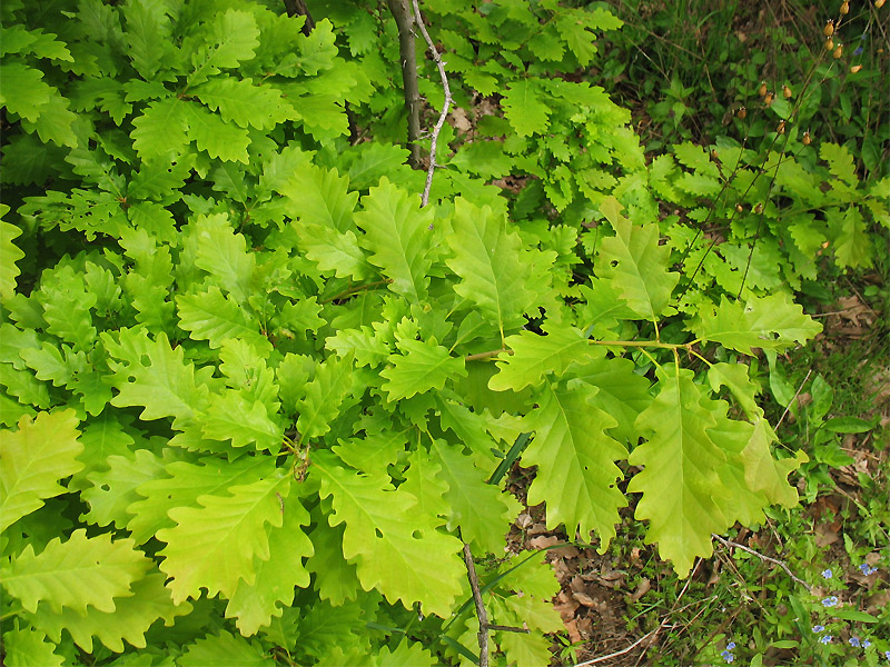 Image of Quercus petraea specimen.