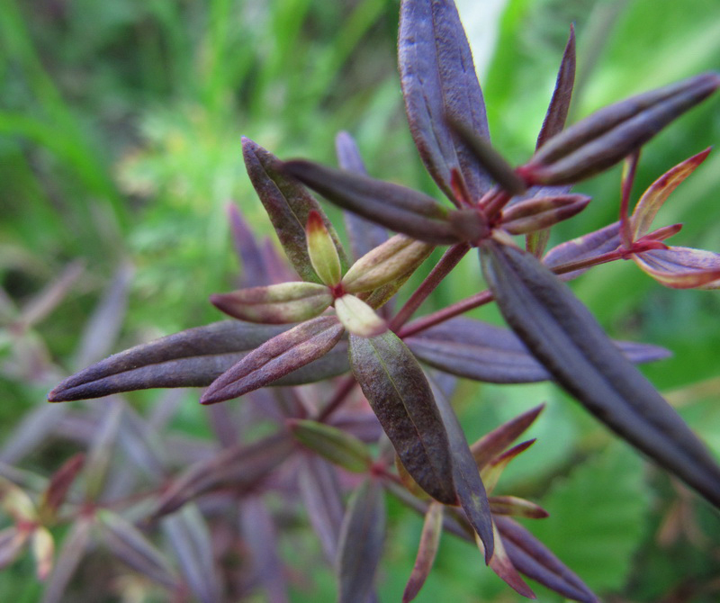 Изображение особи Galium boreale.