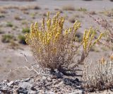 View full-size image Salsola gemmascens
