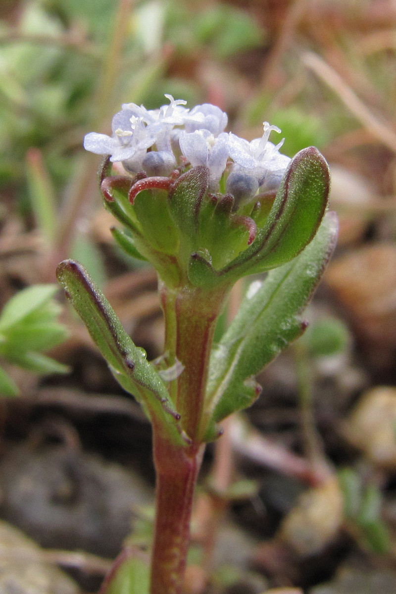 Image of Valerianella echinata specimen.