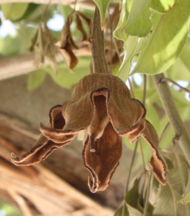 Изображение особи Adansonia digitata.