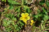 View full-size image Helianthemum nummularium