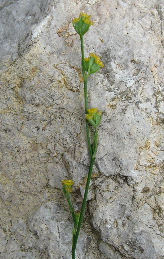 Image of Bupleurum asperuloides specimen.