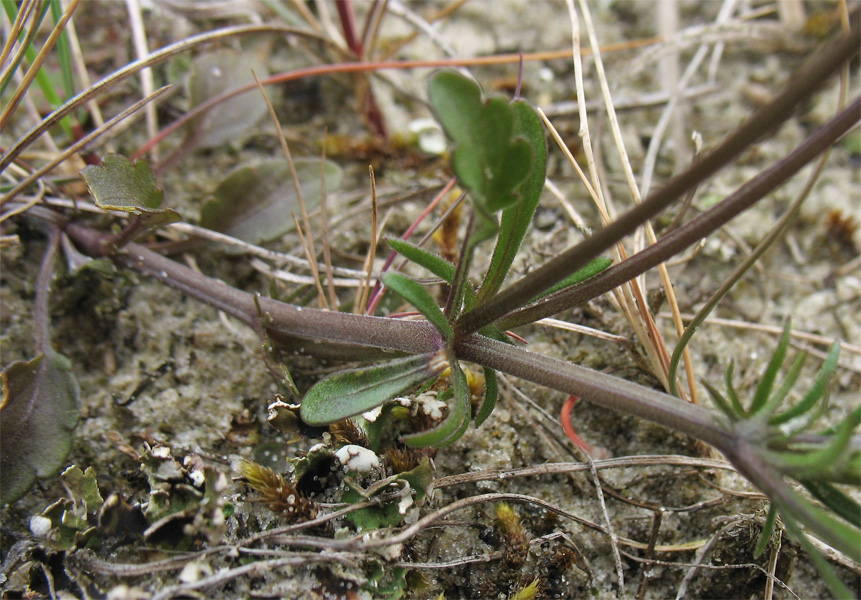 Image of Viola maritima specimen.