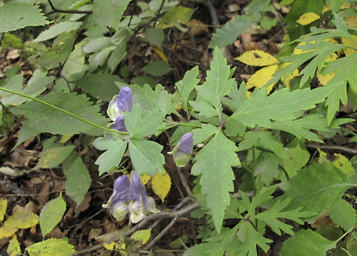 Image of Aconitum stoloniferum specimen.