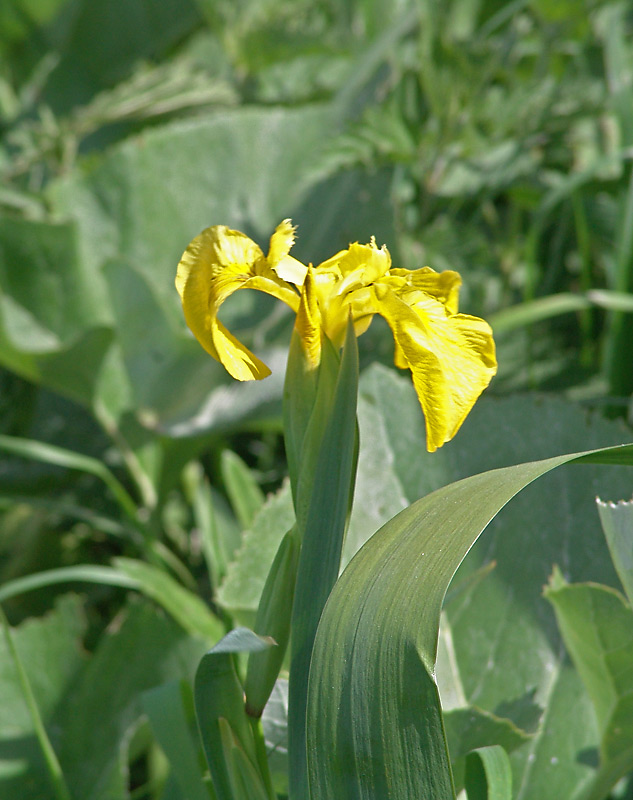 Изображение особи Iris pseudacorus.