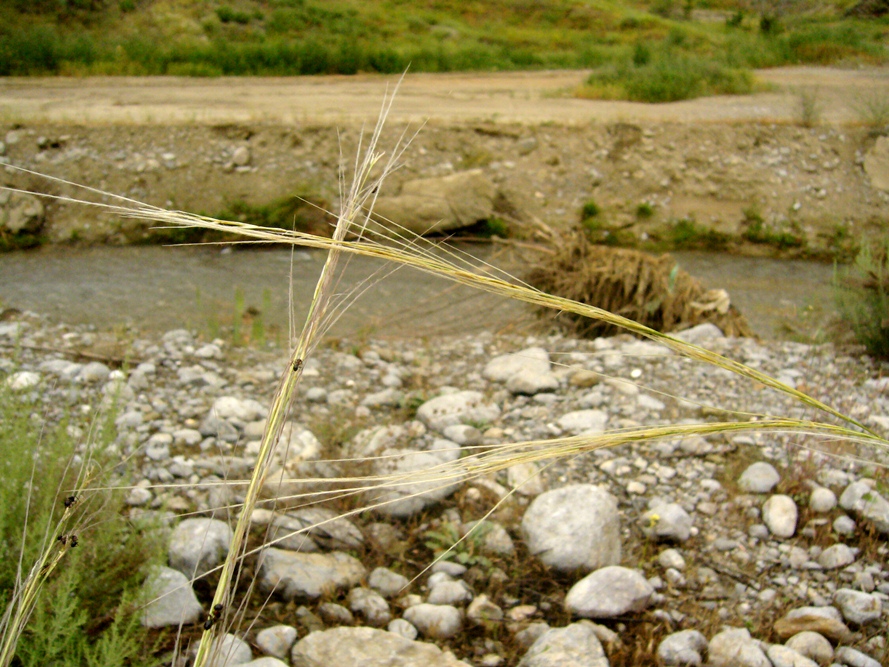 Изображение особи род Stipa.