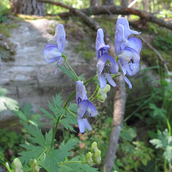 Image of Aconitum nasutum specimen.