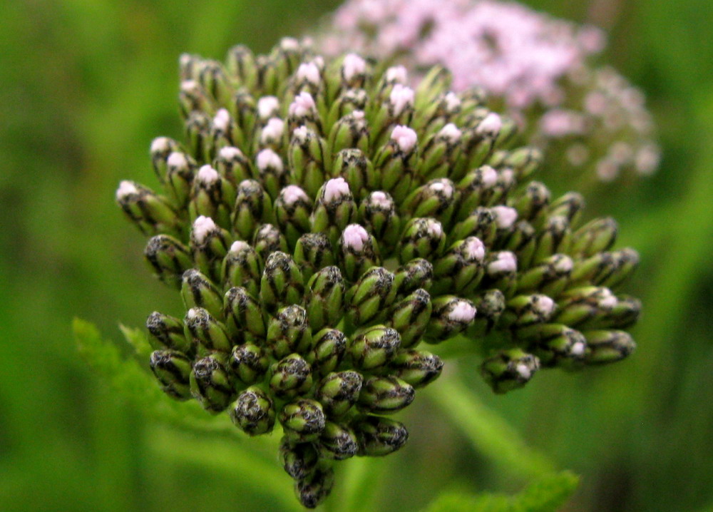 Image of Achillea kuprijanovii specimen.