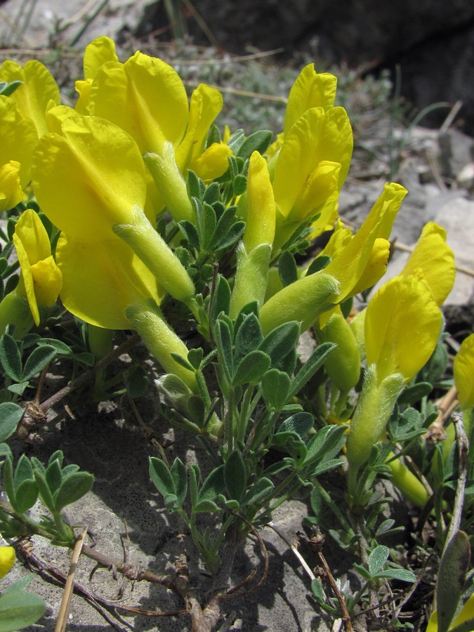 Image of Chamaecytisus wulffii specimen.