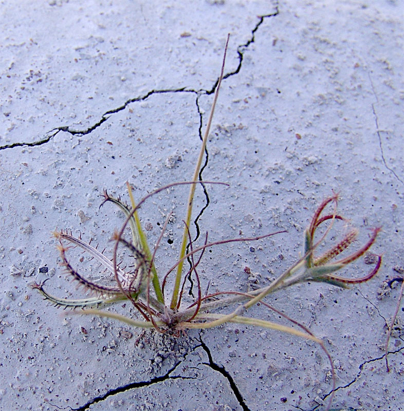 Image of Koelpinia linearis specimen.