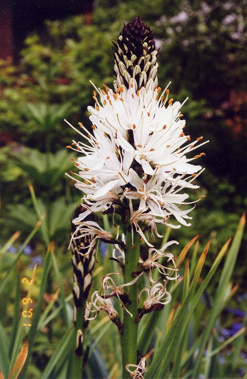 Image of Asphodelus albus specimen.