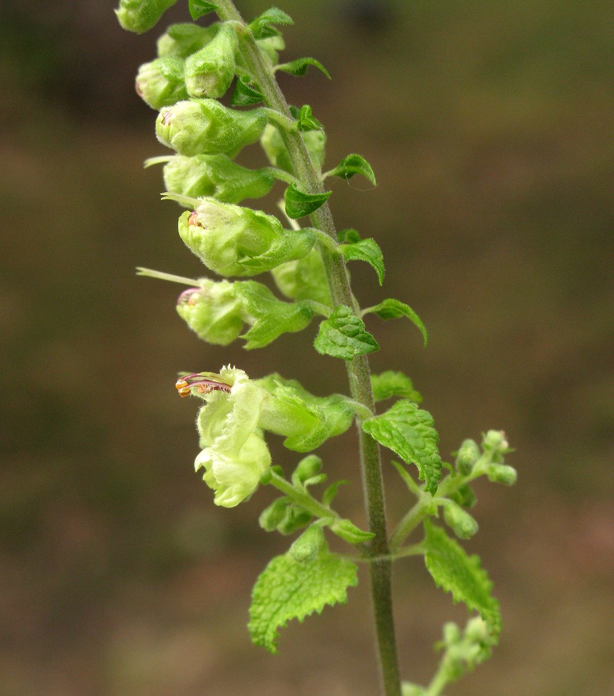 Image of Teucrium scorodonia specimen.