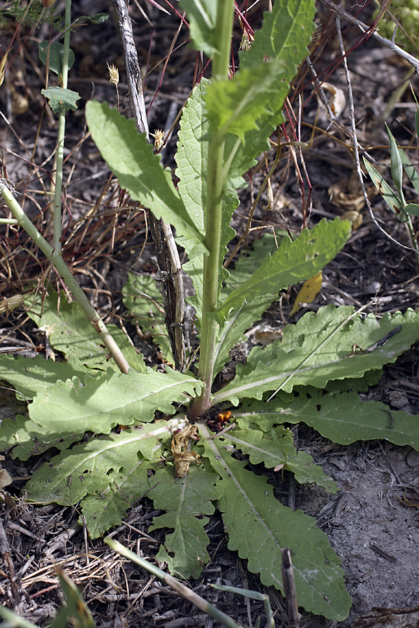 Image of Verbascum blattaria specimen.