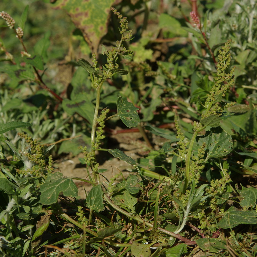 Изображение особи Oxybasis chenopodioides.