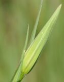 Geropogon hybridus