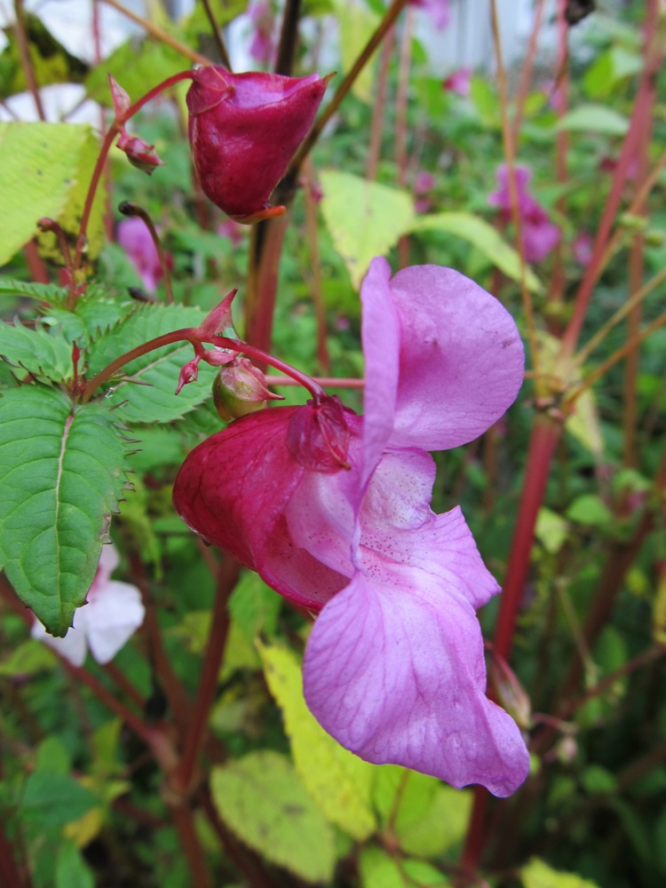 Image of Impatiens glandulifera specimen.