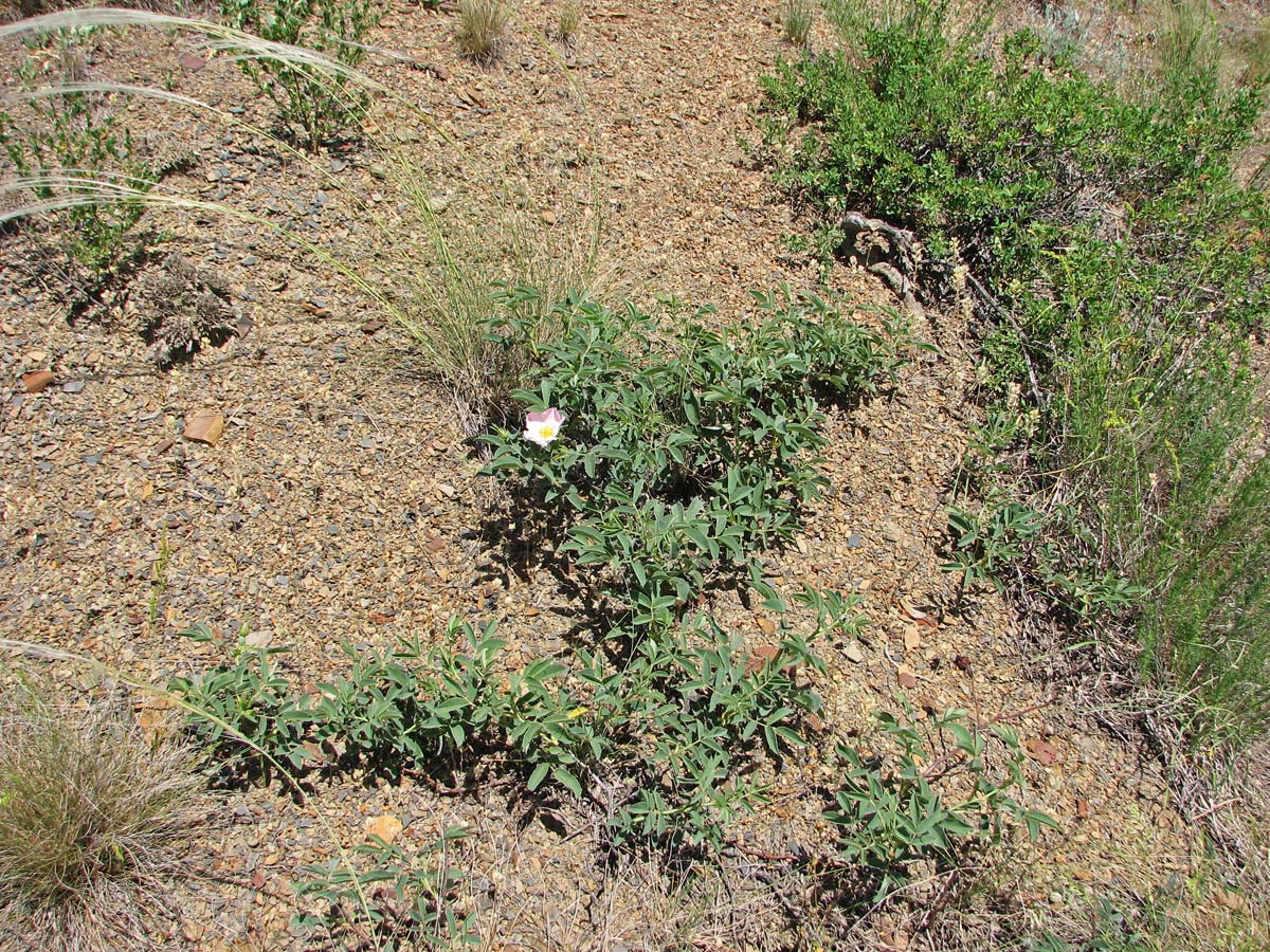 Image of Rosa balsamica specimen.