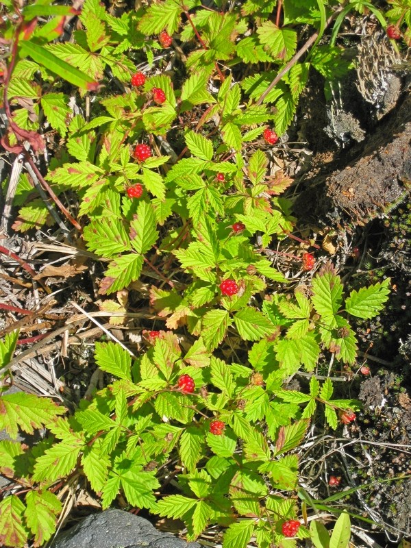 Image of Rubus arcticus specimen.