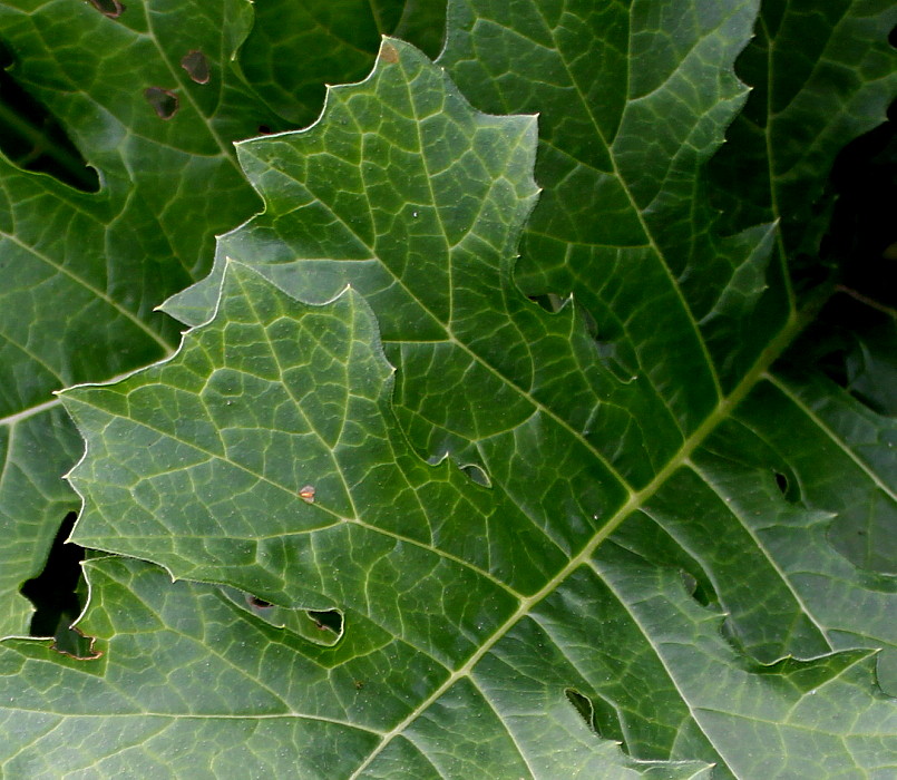 Image of genus Acanthus specimen.